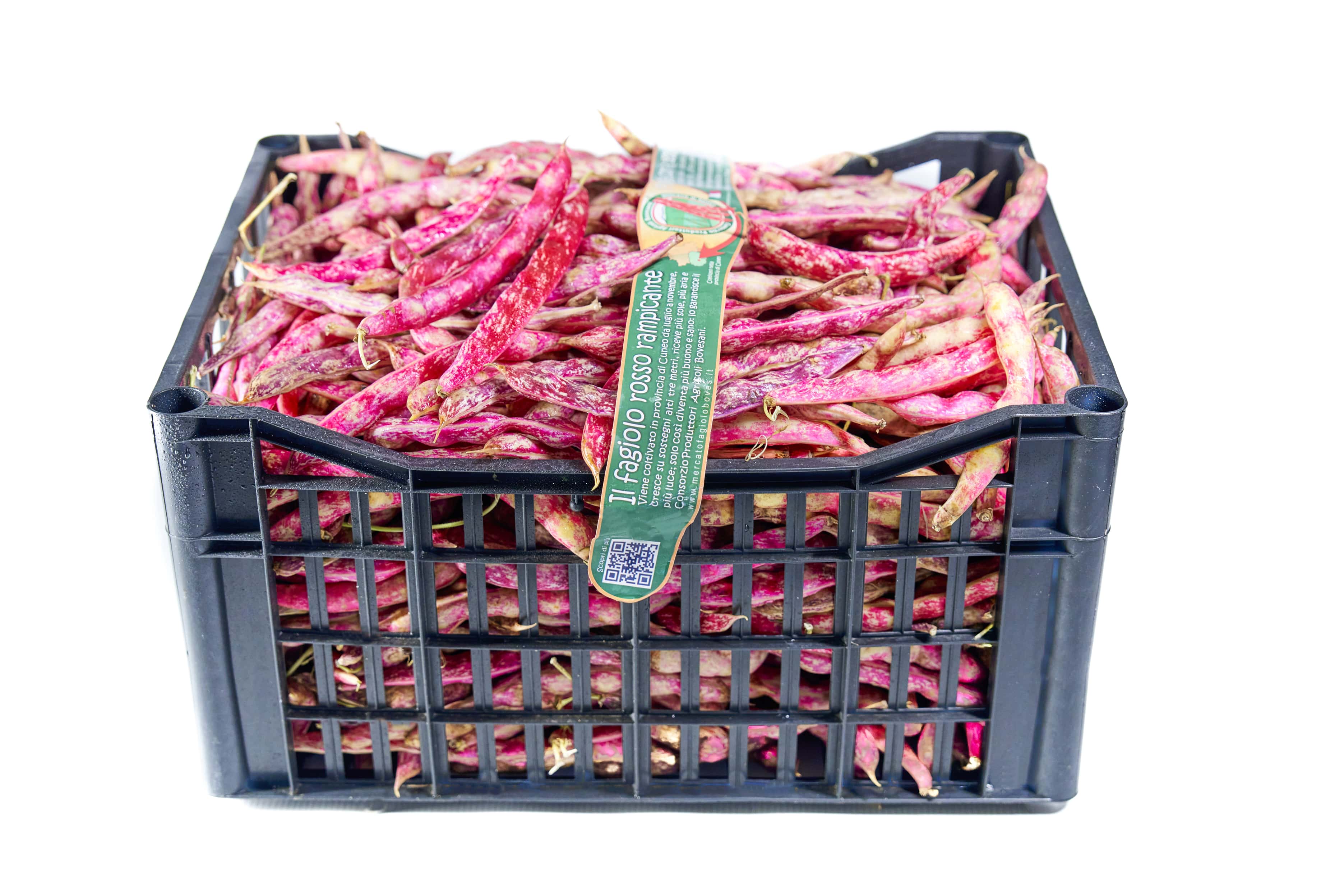 fagiolo rosso rampicante